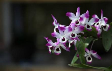 皺紋怕什么？植物醫(yī)生紫靈芝晚安面膜“對癥下藥”