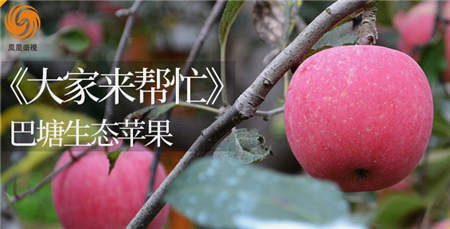 3500米的巴塘蘋果您嘗過么？京東眾籌聯(lián)手鳳凰衛(wèi)視帶來一份厚禮