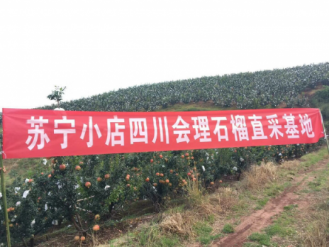 從枝頭鮮到舌頭，蘇寧小店雙十一走遍新疆福建貴州…