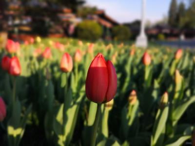 感恩節(jié)將至，用一部華為P20替你說“謝謝”