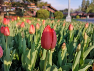 感恩節(jié)將至，用一部華為P20替你說“謝謝”