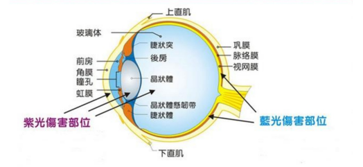 在家上網(wǎng)課如何保護視力？解讀步步高家教機S5護眼黑科技
