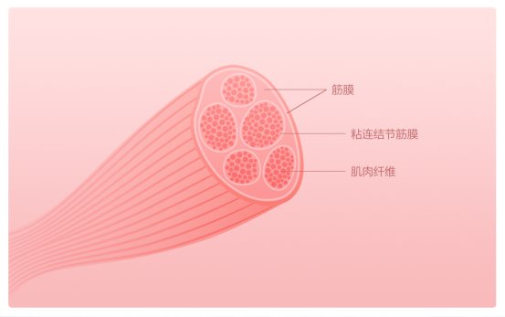 摩摩噠筋膜放松按摩器，深度按摩健身恢復(fù)首選