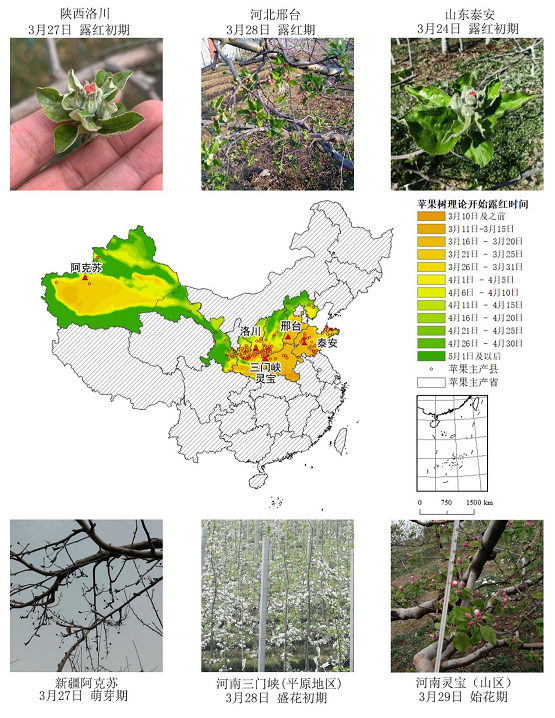 農業(yè)農村部信息中心與佳格天地聯合發(fā)布2020年全國主產區(qū)蘋果花期凍害預警分析
