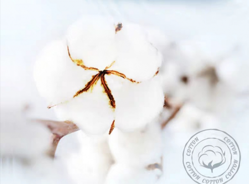 新品麗麗貝爾Lily Bell一次性純棉洗臉巾火爆來襲，高品質(zhì)，更安心