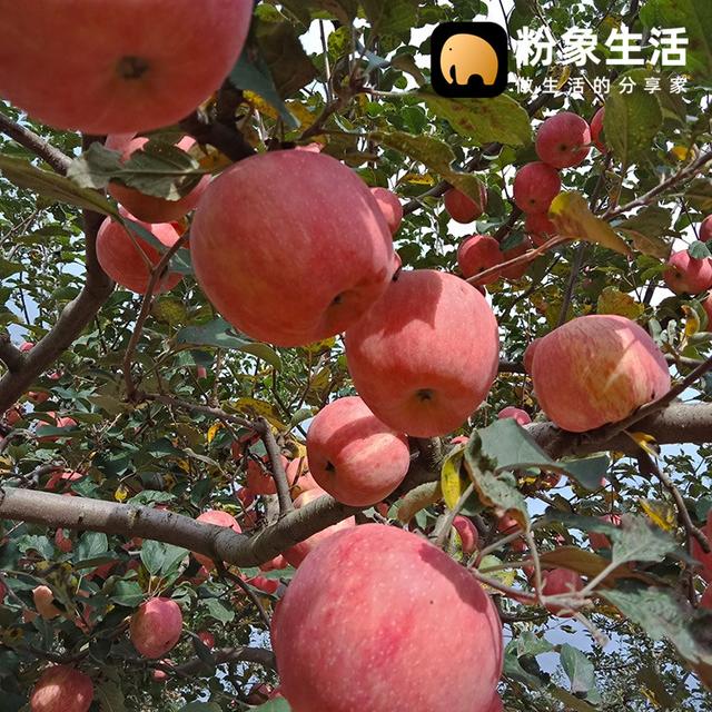 粉象生活助力最美鄉(xiāng)村教師，助農(nóng)扶貧為禮縣開拓新銷路