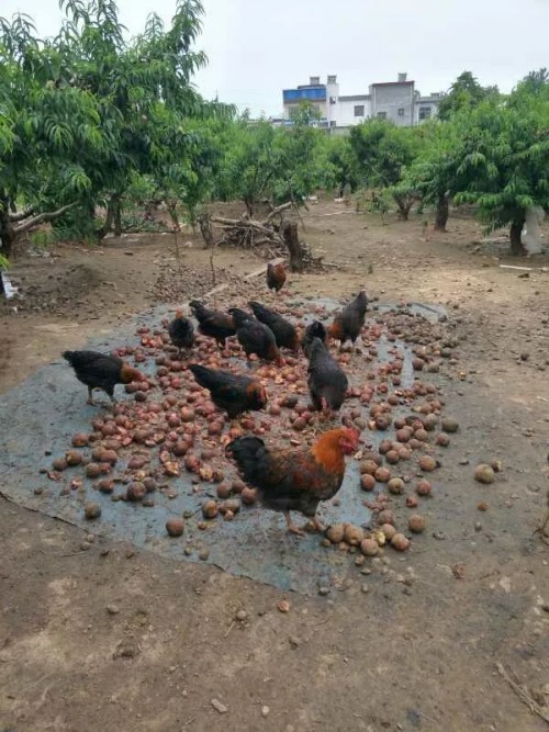 美菜網(wǎng)志愿者回鄉(xiāng)助農(nóng)，助力鄉(xiāng)村振興