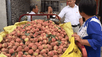 美菜網(wǎng)志愿者回鄉(xiāng)助農(nóng)，助力鄉(xiāng)村振興