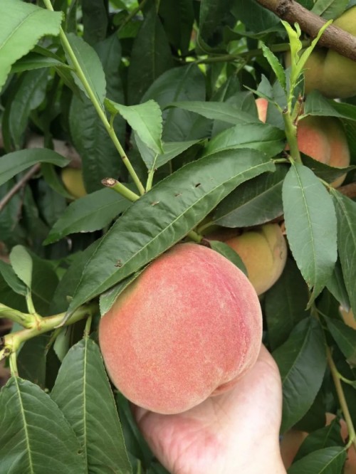 美菜網(wǎng)志愿者回鄉(xiāng)助農(nóng)，助力鄉(xiāng)村振興