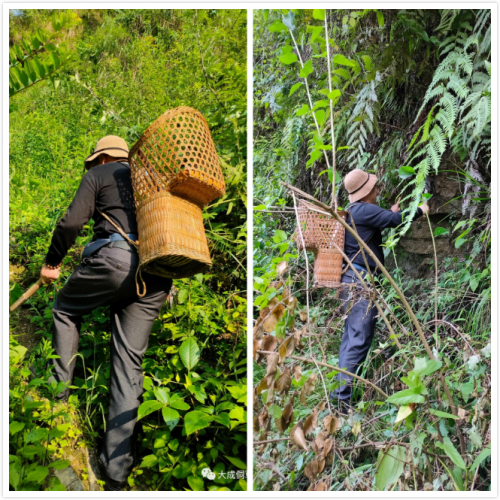 大成侗草：侗草秘藥，百年傳承