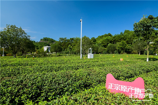 打響“武夷山水”超級產地名片，天貓正宗原產地全面帶貨南平農副產品