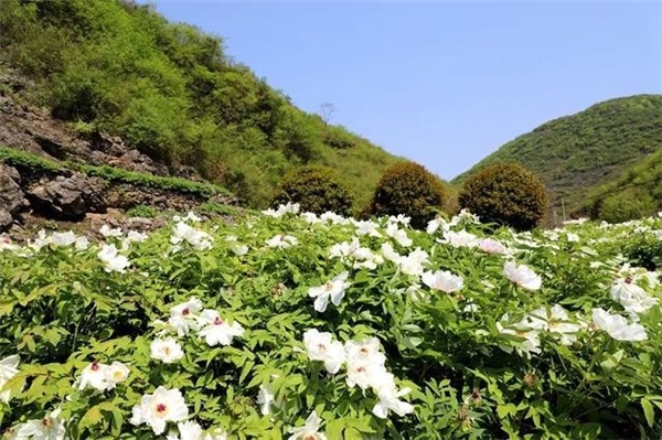 仲景宛西安徽南陵牡丹皮基地，聽一段守候1825天從種子到藥丸的故事