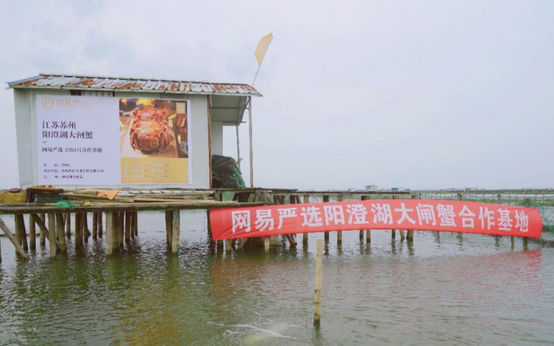 網(wǎng)易嚴(yán)選CEO陽(yáng)澄湖直播捕蟹，意外撈出“蟹王”“蟹后”