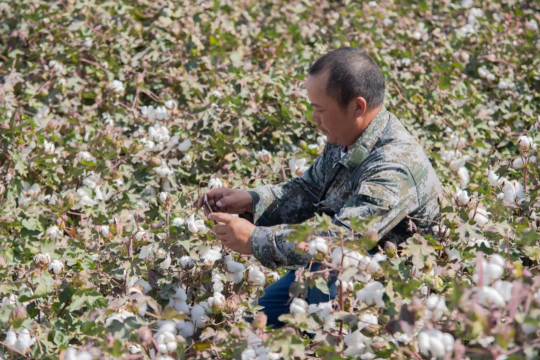 智能農(nóng)機(jī)助力新疆棉花生產(chǎn)，今年同比增長4.1%