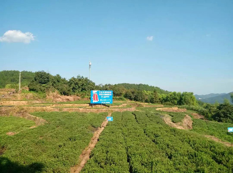 涼茶生產(chǎn)再提速！王老吉大健康梅州原液提取基地竣工投產(chǎn)