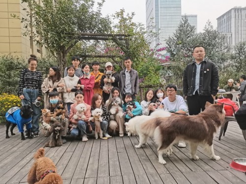 DoggyGo首創(chuàng)“云遛狗”系列賽成都站火辣來(lái)襲，開(kāi)賽倒計(jì)時(shí)……