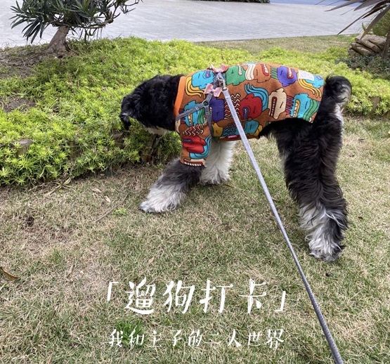 2020云遛狗成都站華麗收官，下一站DoggyGo與你相約鵬城深圳