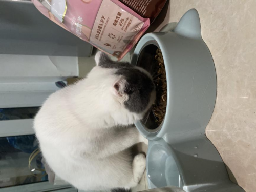 ?什么牌子貓糧好？信元發(fā)育寶元?dú)鈨?yōu)食，為愛寵腸道健康保駕護(hù)航的無谷貓糧