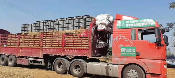 貨卡幫農(nóng)布局湛江徐聞縣，助力“菠蘿的?！边\輸不發(fā)愁