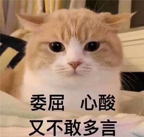 ?貓咪養(yǎng)成日記｜這個清理貓毛的小技巧你知道嗎？