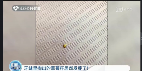 草莓籽發(fā)芽，驚艷了所有人！卻讓口腔醫(yī)生“牙”力山大