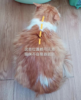 如何給貓咪體外驅(qū)蟲？我的小寵虱敵驅(qū)蟲攻略