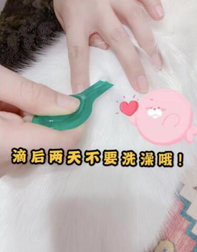 貓咪一定要做好體外驅(qū)蟲! 體外驅(qū)蟲首選小寵虱敵！