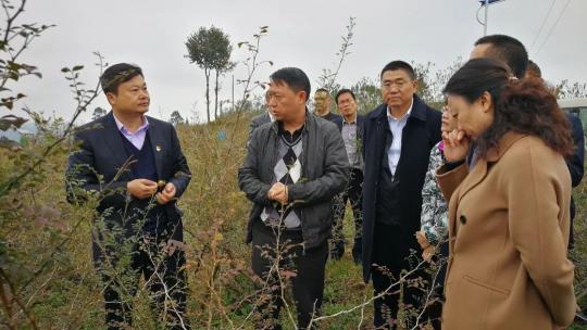 刺梨果變致富果 廣藥集團李楚源：產(chǎn)業(yè)振興是鄉(xiāng)村振興的關(guān)鍵