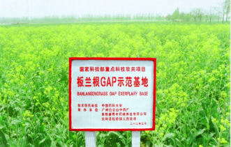 “科技+農(nóng)戶(hù)+企業(yè)”，廣藥集團(tuán)板藍(lán)根公益關(guān)愛(ài)不停歇