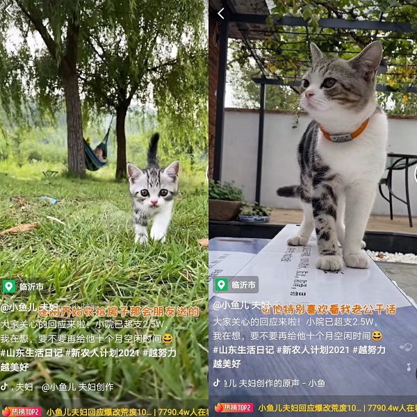 抖音“全能老公”爆改10年廢棄農(nóng)村小院獲贊超300萬(wàn)，網(wǎng)友：想要同款老公