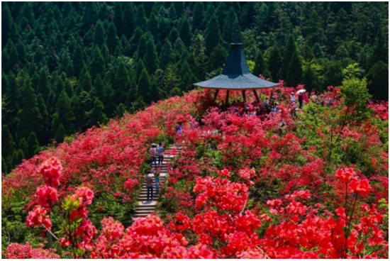 丹寨杜鵑花開紅艷艷 ， 艷麗的色彩如海浪般翻騰！