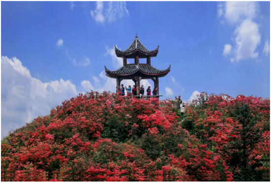 丹寨杜鵑花開紅艷艷 ， 艷麗的色彩如海浪般翻騰！