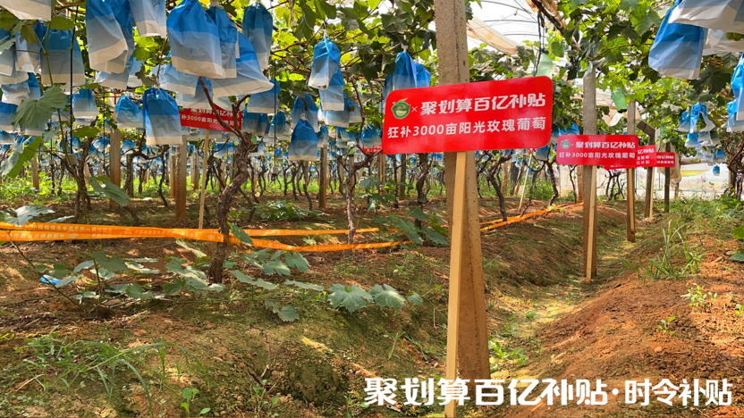 陽光玫瑰，貴族水果的平價記