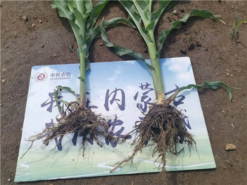 減肥4500噸，中和農(nóng)信助力推進(jìn)農(nóng)業(yè)低碳循環(huán)發(fā)展