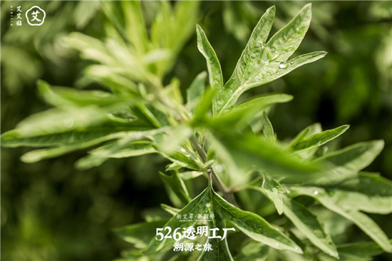 艾艾貼傳承艾草文化，艾灸助力端午佳節(jié)調(diào)理身心