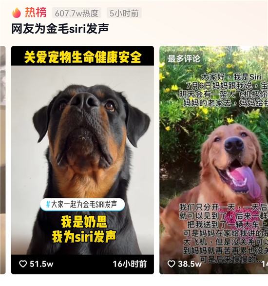 金毛siri托運(yùn)中死亡，抖音網(wǎng)友發(fā)聲呼吁保護(hù)動(dòng)物尊重生命