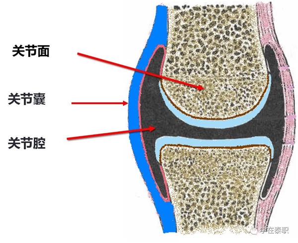 Move free益節(jié)：重視關(guān)節(jié)養(yǎng)護(hù)，拒絕疼痛困擾