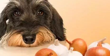 幼犬狗糧什么牌子好？高端狗糧還是要選信元發(fā)育寶