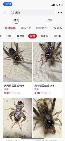 年銷200萬，他在微拍堂“蛐蛐”的致富密碼!