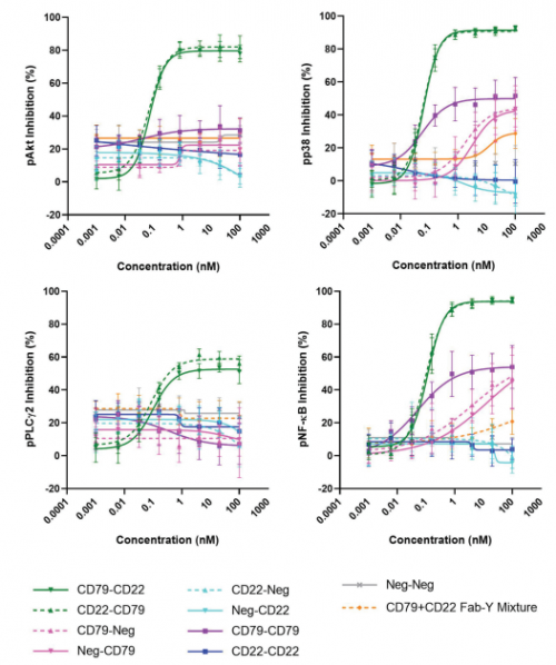 ACROBiosystems百普賽斯解讀CD79B，助力滿足臨床待滿足需求