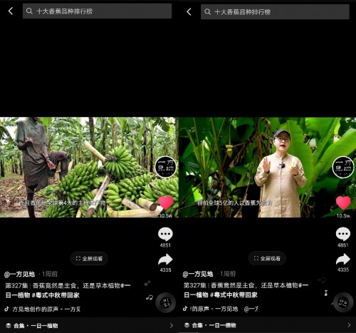 香蕉為什么向上生長(zhǎng)？她在抖音為440萬(wàn)人科普植物的奧秘