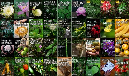 香蕉為什么向上生長(zhǎng)？她在抖音為440萬(wàn)人科普植物的奧秘