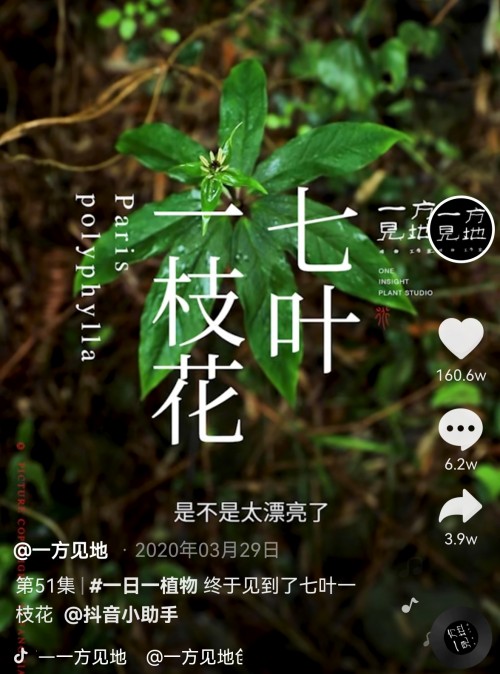 香蕉為什么向上生長(zhǎng)？她在抖音為440萬(wàn)人科普植物的奧秘