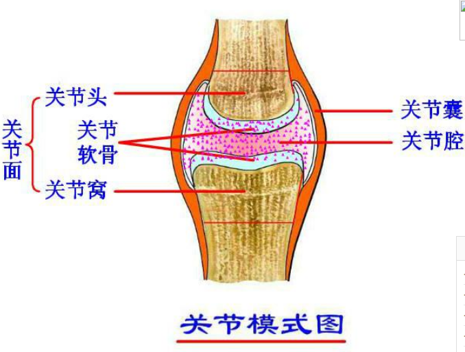 專業(yè)關(guān)節(jié)護(hù)理品牌，Move free益節(jié)守護(hù)中老年關(guān)節(jié)健康