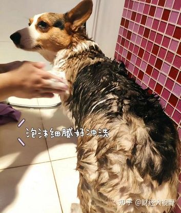 怕狗狗脫毛啦！我的小寵益修膚使用心得