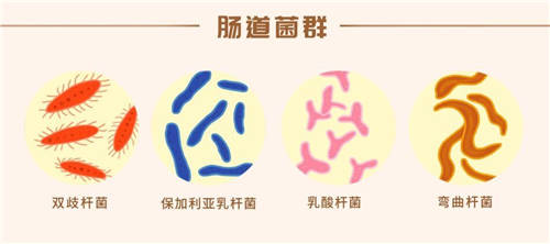 這么多益生菌品牌，選哪個(gè)牌子好