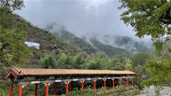 攜手齊魯頻道、同方藥業(yè)，仲景宛西制藥開啟醫(yī)圣故里山茱萸好藥之旅