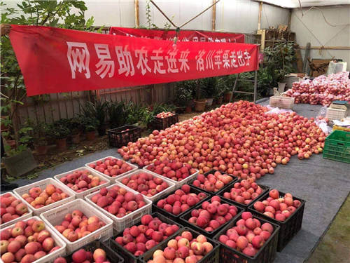 網(wǎng)易嚴(yán)選帶貨陜西蘋果，數(shù)商興農(nóng)助力共同富裕