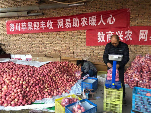 網(wǎng)易嚴(yán)選帶貨陜西蘋果，數(shù)商興農(nóng)助力共同富裕