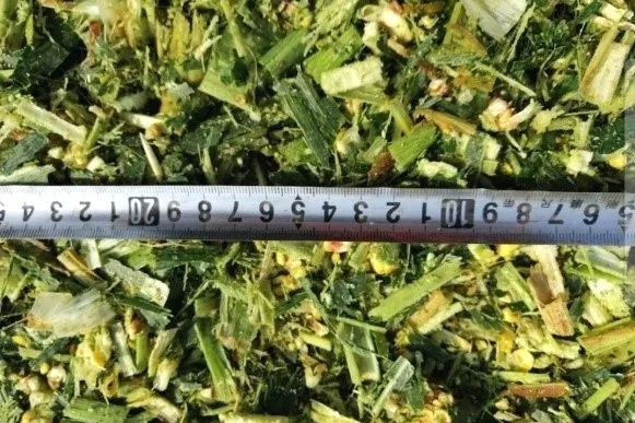 收青貯、備口糧，認(rèn)養(yǎng)一頭牛奶牛吃得有講究